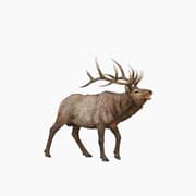 Collecta Wapiti Animal Toy Figure product image