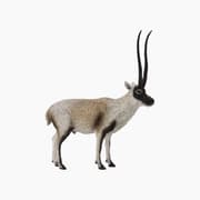 Collecta Chiru Animal Toy Figure product image