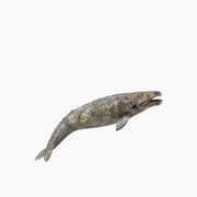 Collecta Gray Whale Animal Toy Figure product image