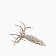 Collecta Belemnite Animal Toy Figure product image