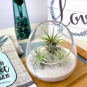 مزهرية/زبدية مكسرات زجاج 23*13 سم من ARMN Anchor product image