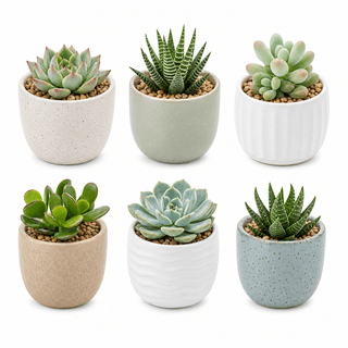 Mini Succulent Pots 6‑Pack
