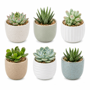 Mini Succulent Pots 6‑Pack product image