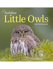 Audubon Little Owls Mini Wall Calendar 2025 product image