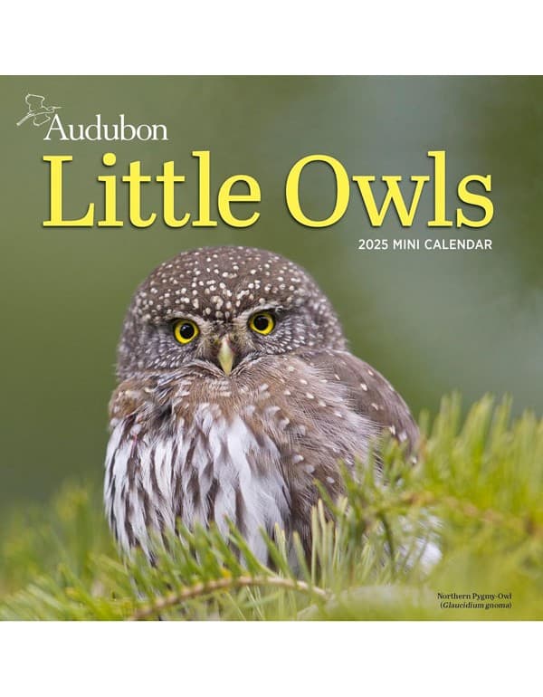 Audubon Little Owls Mini Wall Calendar 2025