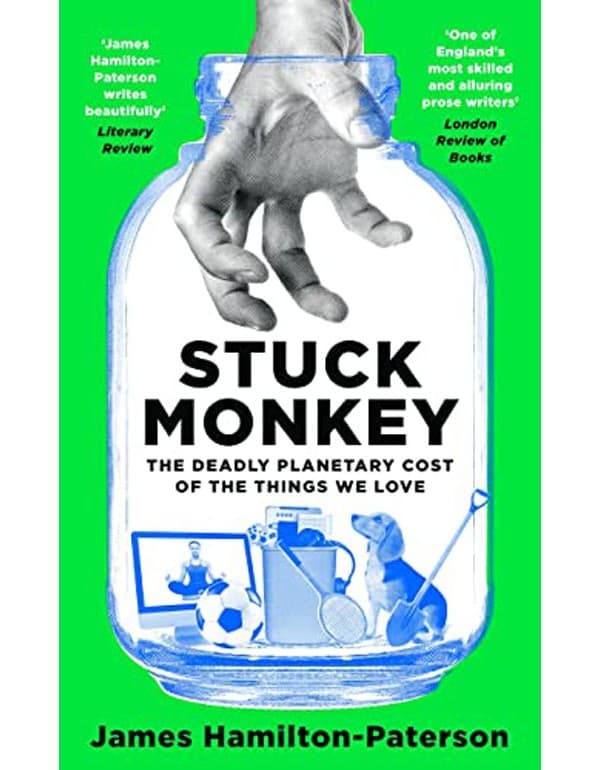 Stuck Monkey