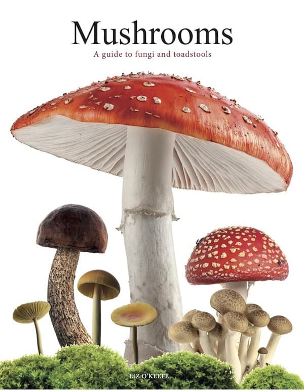 Mushrooms: A guide to fungi and toadstools