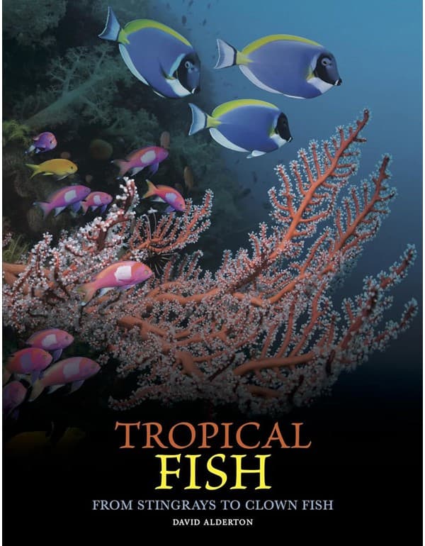 Tropical Fish: From Stingrays to Clown Fish