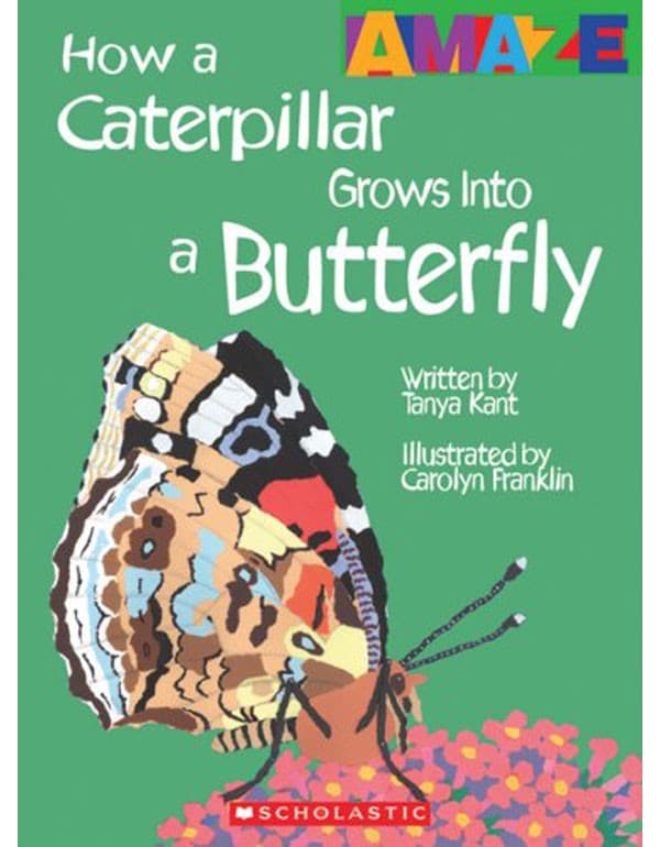 Caterpillar To Butterfly
