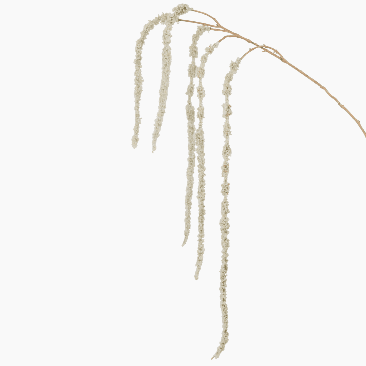 Amaranthus Branch